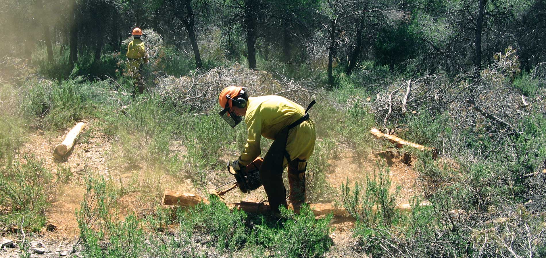 Tratamientos selvícolas en la Sierra de María-Los Vélez