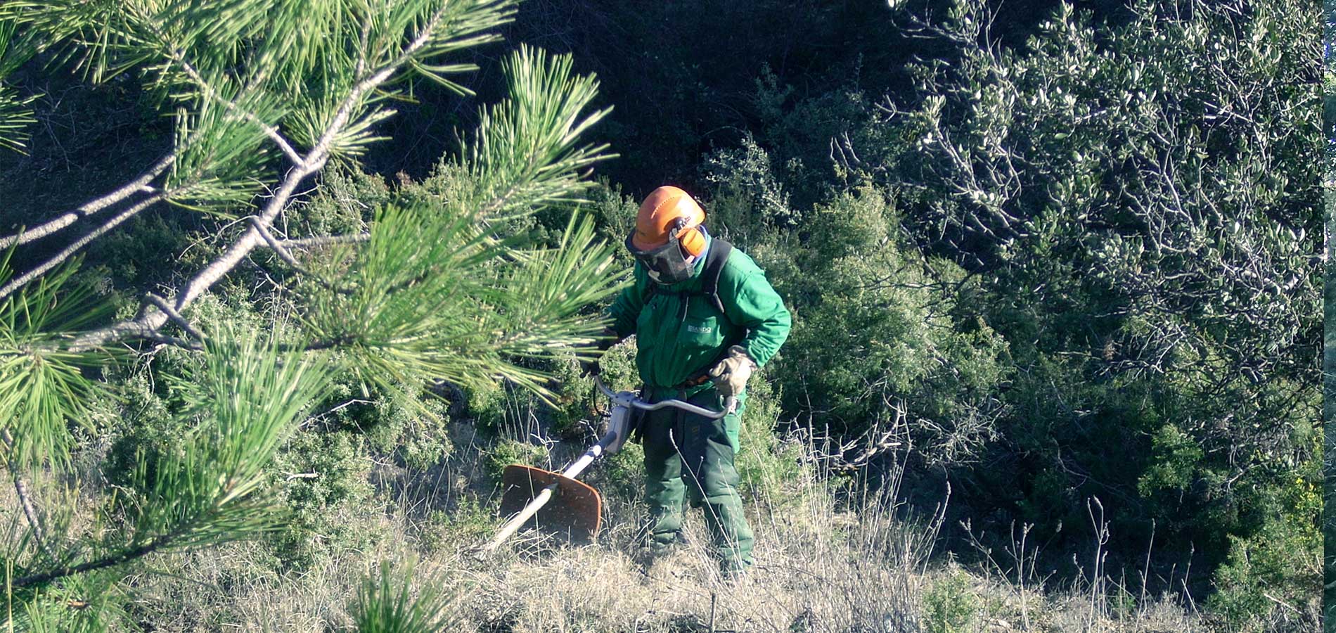 Restauración de zonas incendiadas en Cazorla